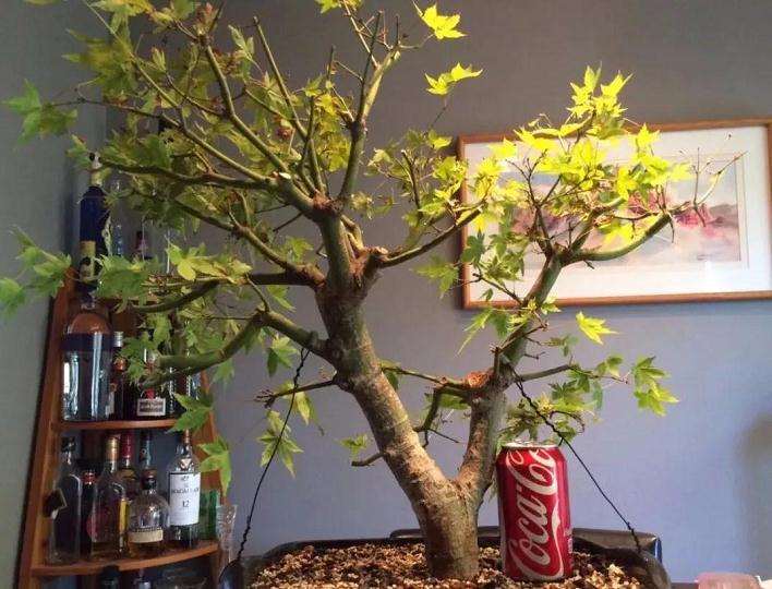 枫树盆景怎么高压的方法