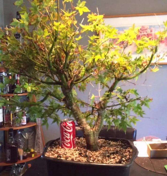 枫树盆景怎么高压的方法