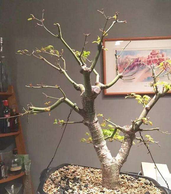 枫树盆景怎么高压的方法