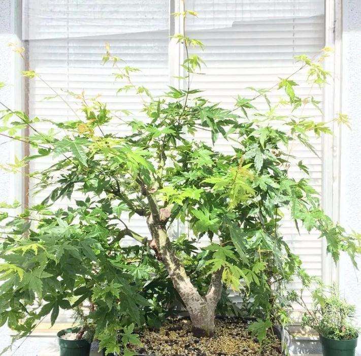 枫树盆景怎么高压的方法