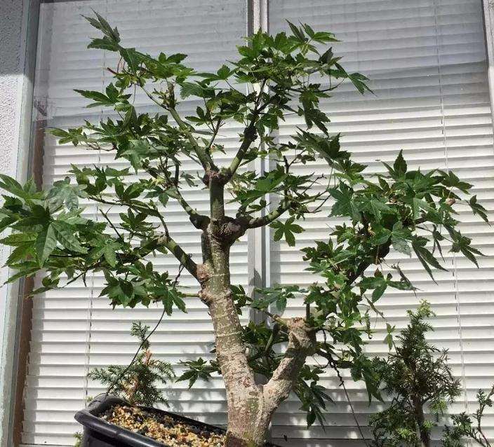 枫树盆景怎么高压的方法