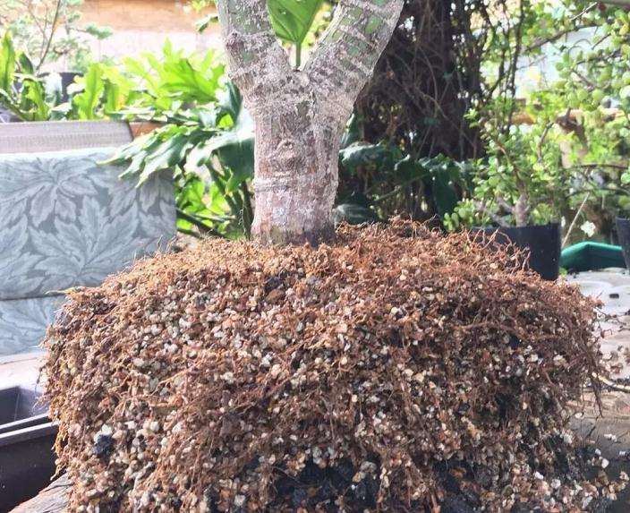 枫树盆景怎么高压的方法