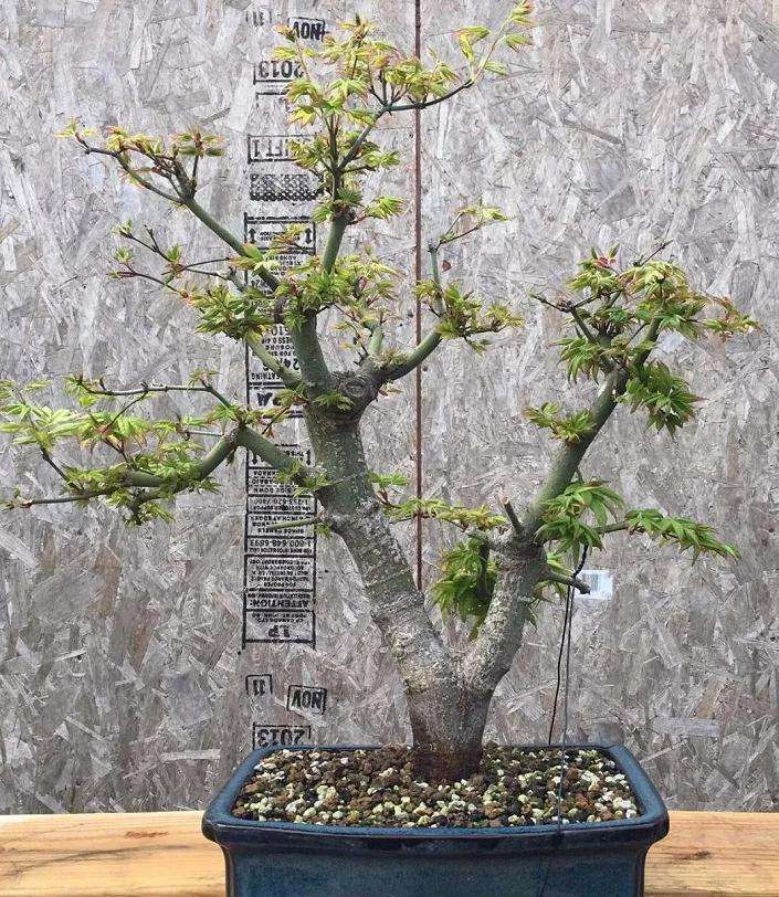 枫树盆景怎么高压的方法