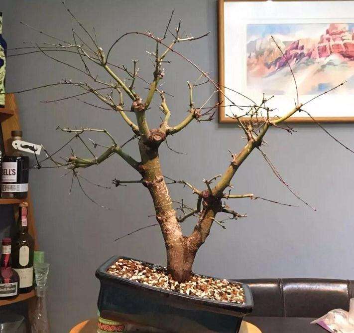 枫树盆景怎么高压的方法