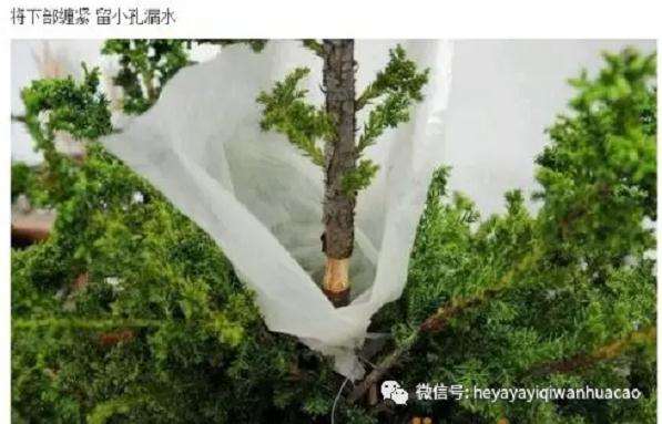 图解 柏树盆景怎么高压制作的方法