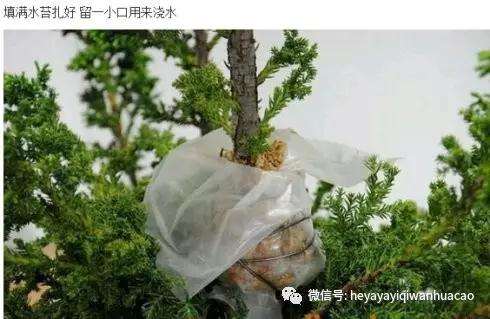 图解 柏树盆景怎么高压制作的方法