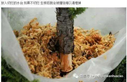 图解 柏树盆景怎么高压制作的方法