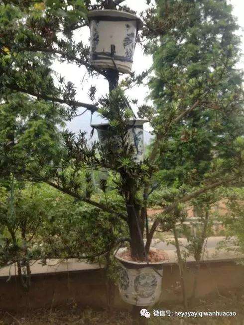 图解 柏树盆景怎么高压制作的方法