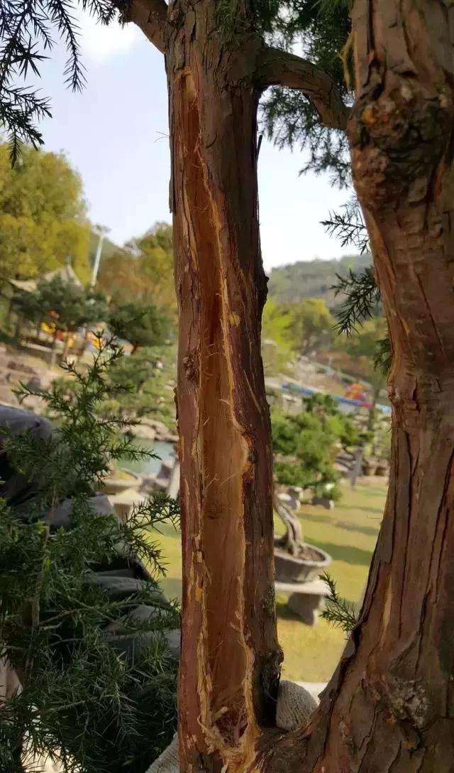 盆景大枝怎么拿弯的方法