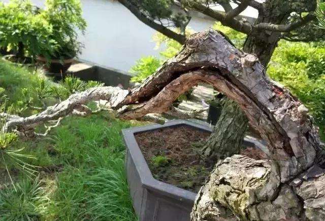 盆景大枝怎么拿弯的方法