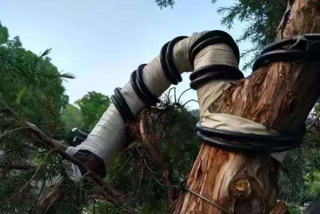 盆景大枝怎么拿弯的方法