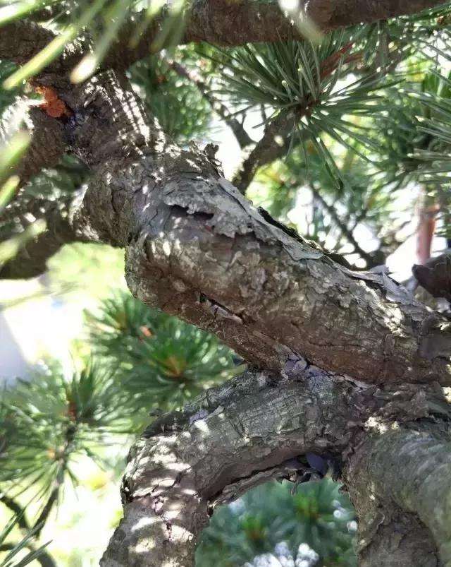 盆景大枝怎么拿弯的方法