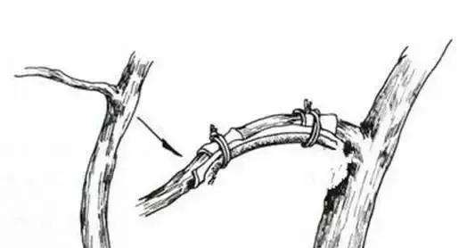 盆景大枝怎么拿弯的方法