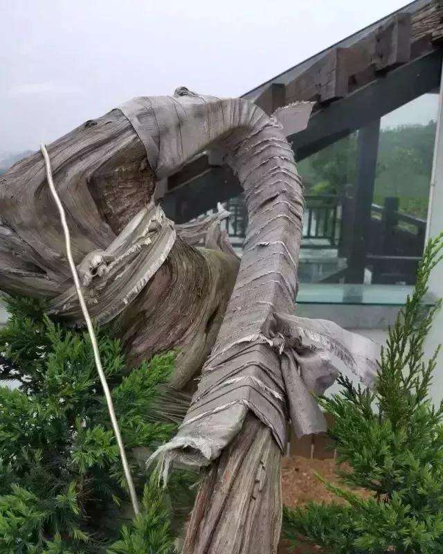 盆景大枝怎么拿弯的方法