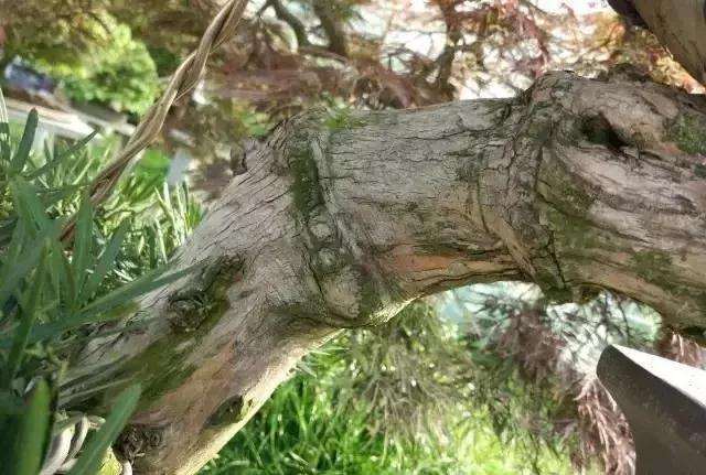 盆景大枝怎么拿弯的方法