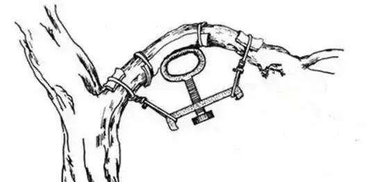 盆景大枝怎么拿弯的方法