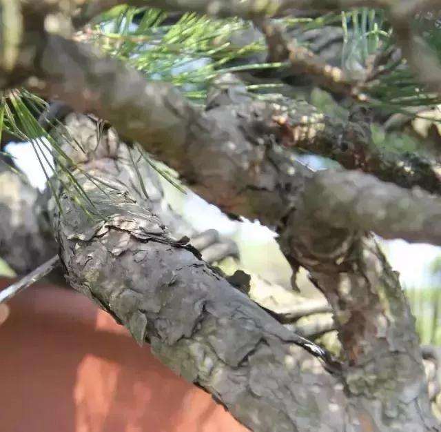 盆景大枝怎么拿弯的方法