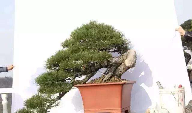 盆景大枝怎么拿弯的方法