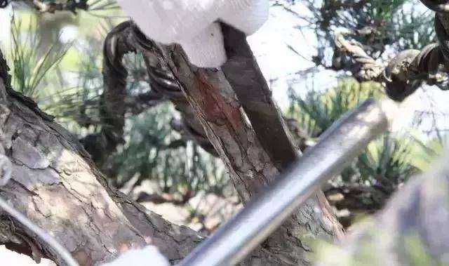 盆景大枝怎么拿弯的方法