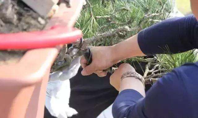 盆景大枝怎么拿弯的方法
