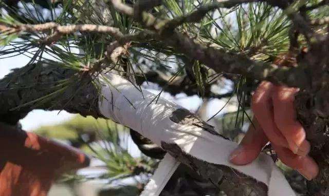 盆景大枝怎么拿弯的方法