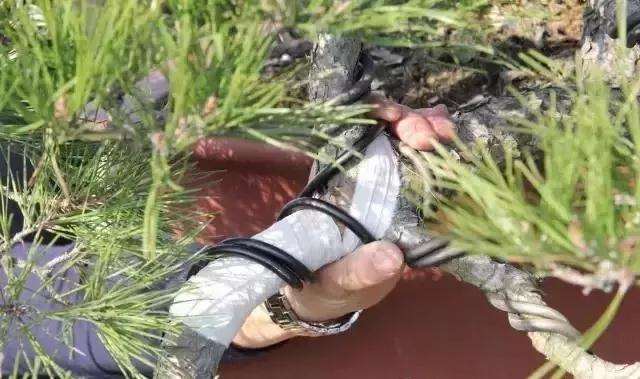 盆景大枝怎么拿弯的方法