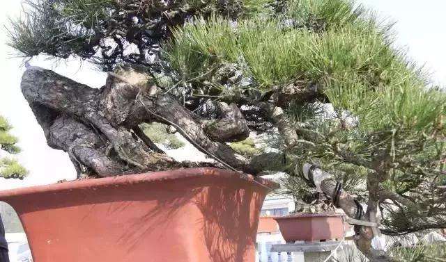 盆景大枝怎么拿弯的方法