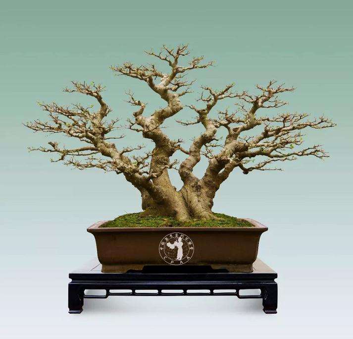 怎么促进中国盆景更好的发展