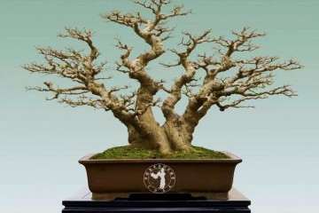 怎么促进中国盆景更好的发展 图片