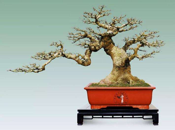 怎样规划广西盆景更好更快的发展呢