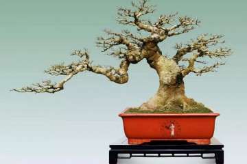 怎样规划广西北海罗汉松盆景更好的发展