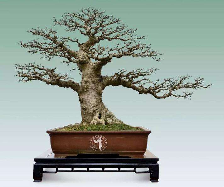 您眼中的广西盆景目前发展怎样