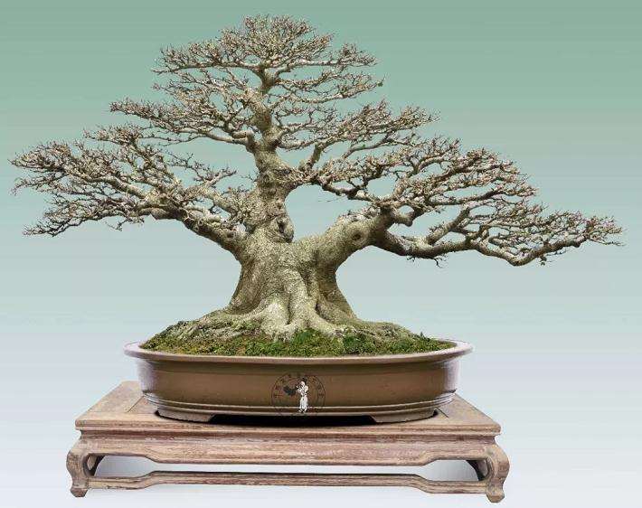 如何平衡盆景的艺术价值和经济价值