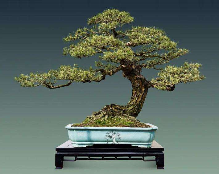 中国盆景交易市场价格处于什么阶段