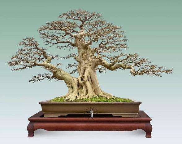 怎么感触谈谈盆景艺术的发展