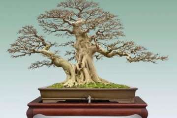 怎么感触谈谈盆景艺术的发展