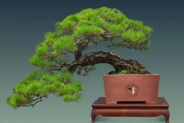 请您谈谈您对岭南盆景的独特认识