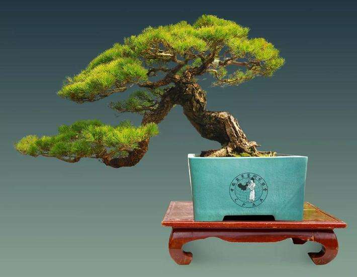 我眼中的罗传忠与他的盆景作品