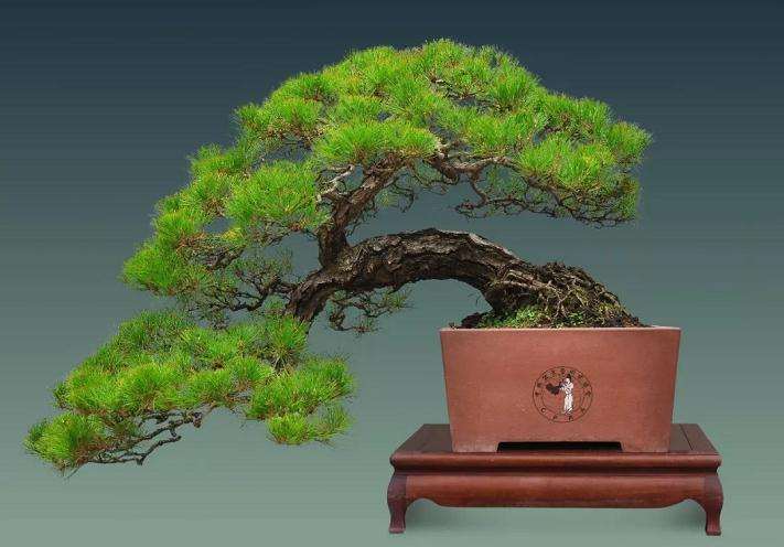 我眼中的罗传忠与他的盆景作品