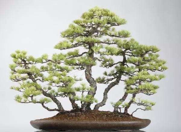 北海盆景艺术家