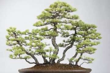 北海市罗汉松盆景艺术家 罗传忠