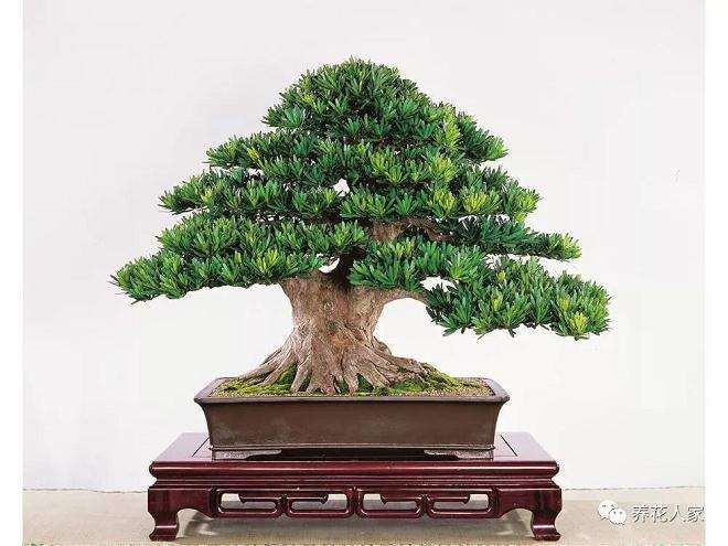 罗汉松盆景怎么蟠扎造型的方法