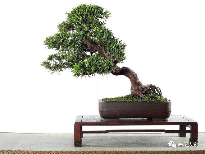 罗汉松盆景怎么蟠扎造型的方法