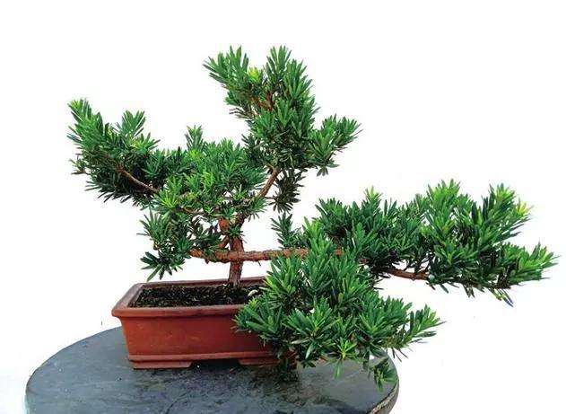 罗汉松盆景怎么蟠扎造型的方法