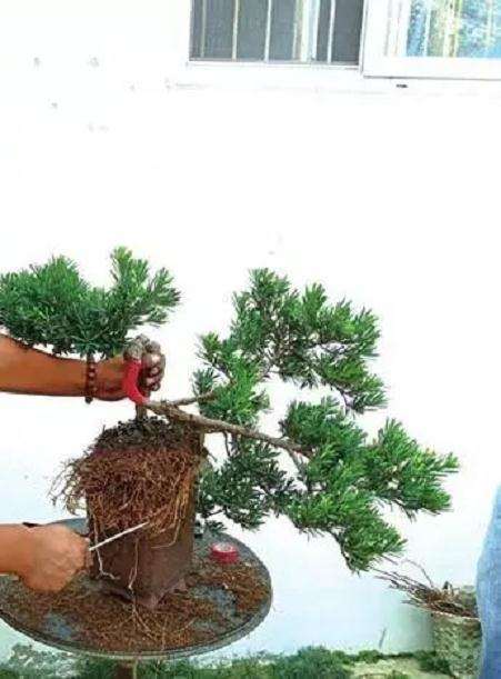 罗汉松盆景怎么蟠扎造型的方法