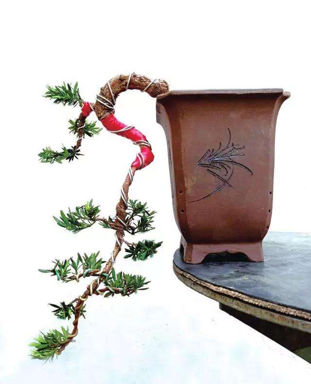 罗汉松盆景怎么蟠扎造型的方法