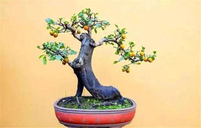 盆景怎么修剪造型的2个注意事项