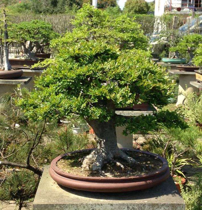 图解 家中盆景怎么修剪 前后对比图