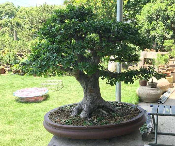 图解 家中盆景怎么修剪 前后对比图