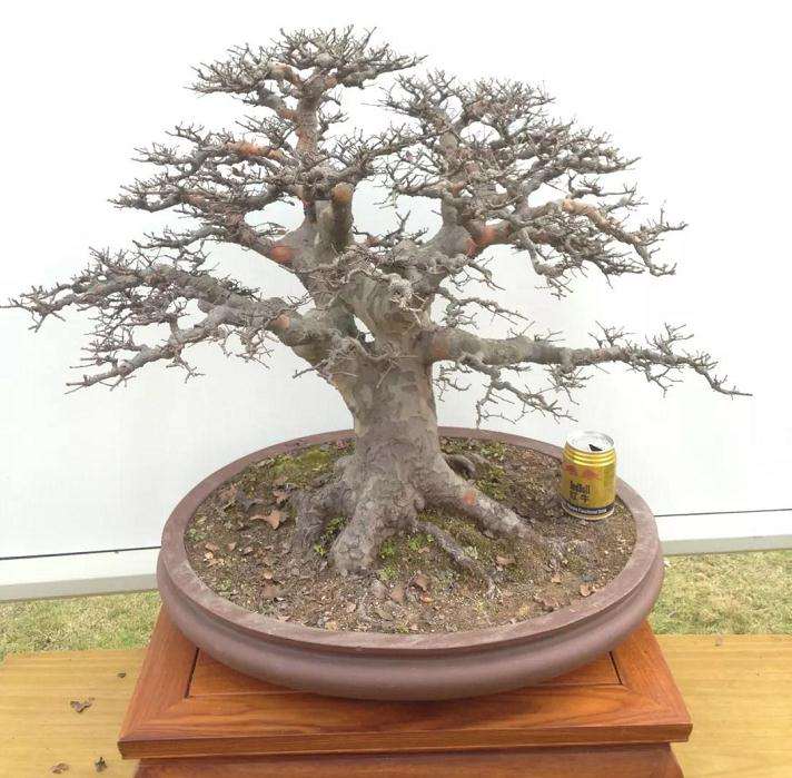 图解 家中盆景怎么修剪 前后对比图